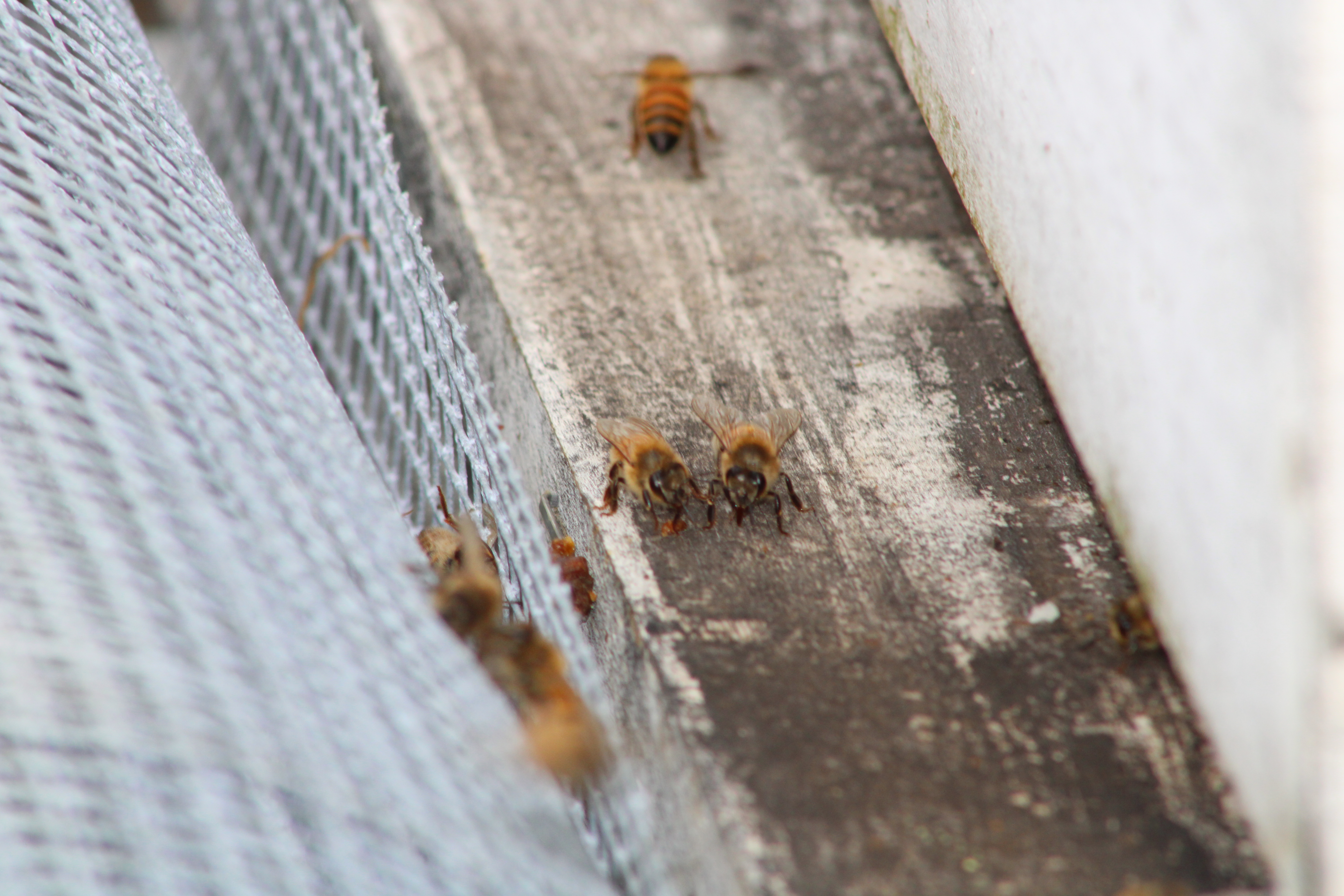 Honey Bees
