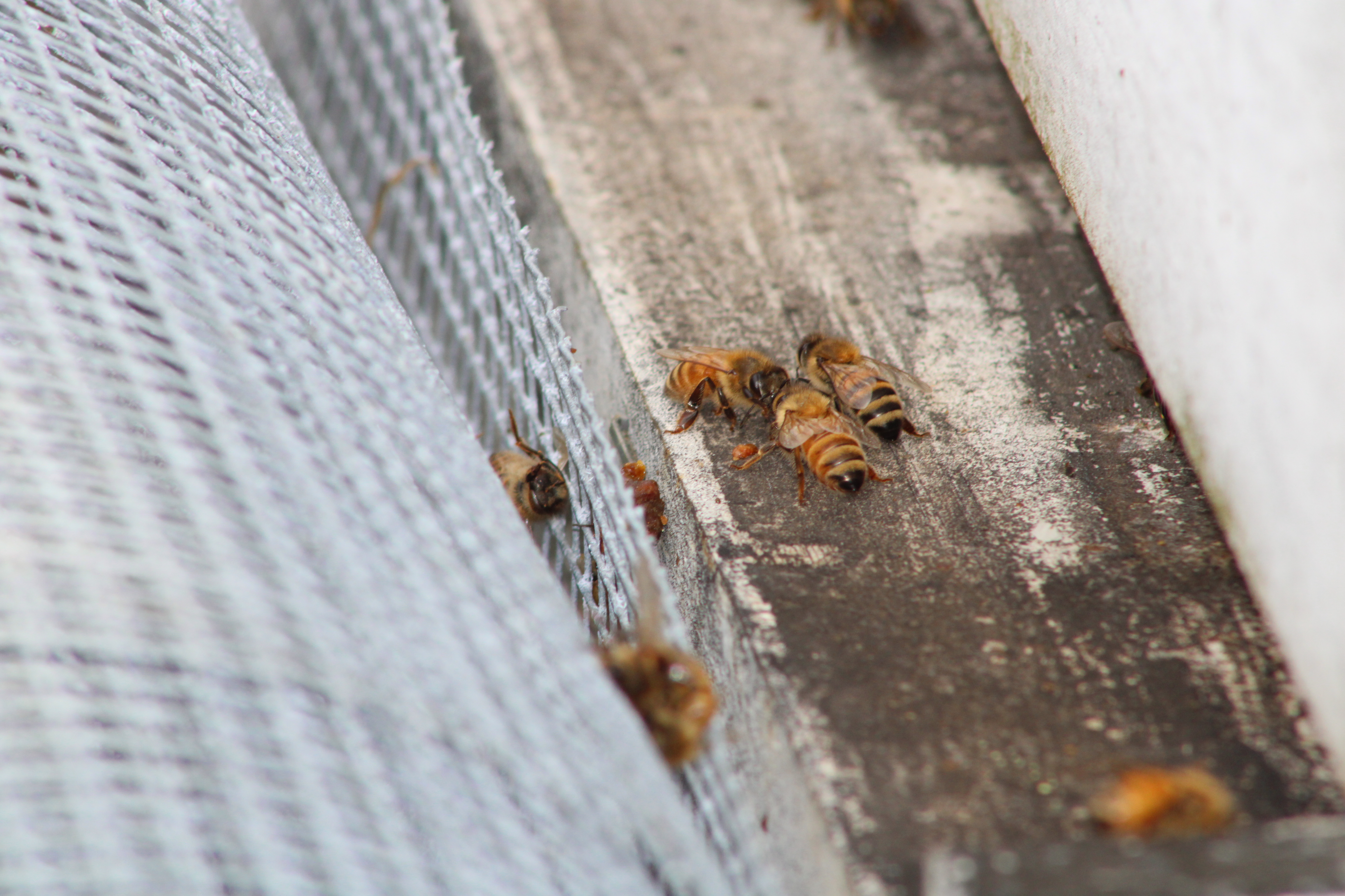 Honey Bees