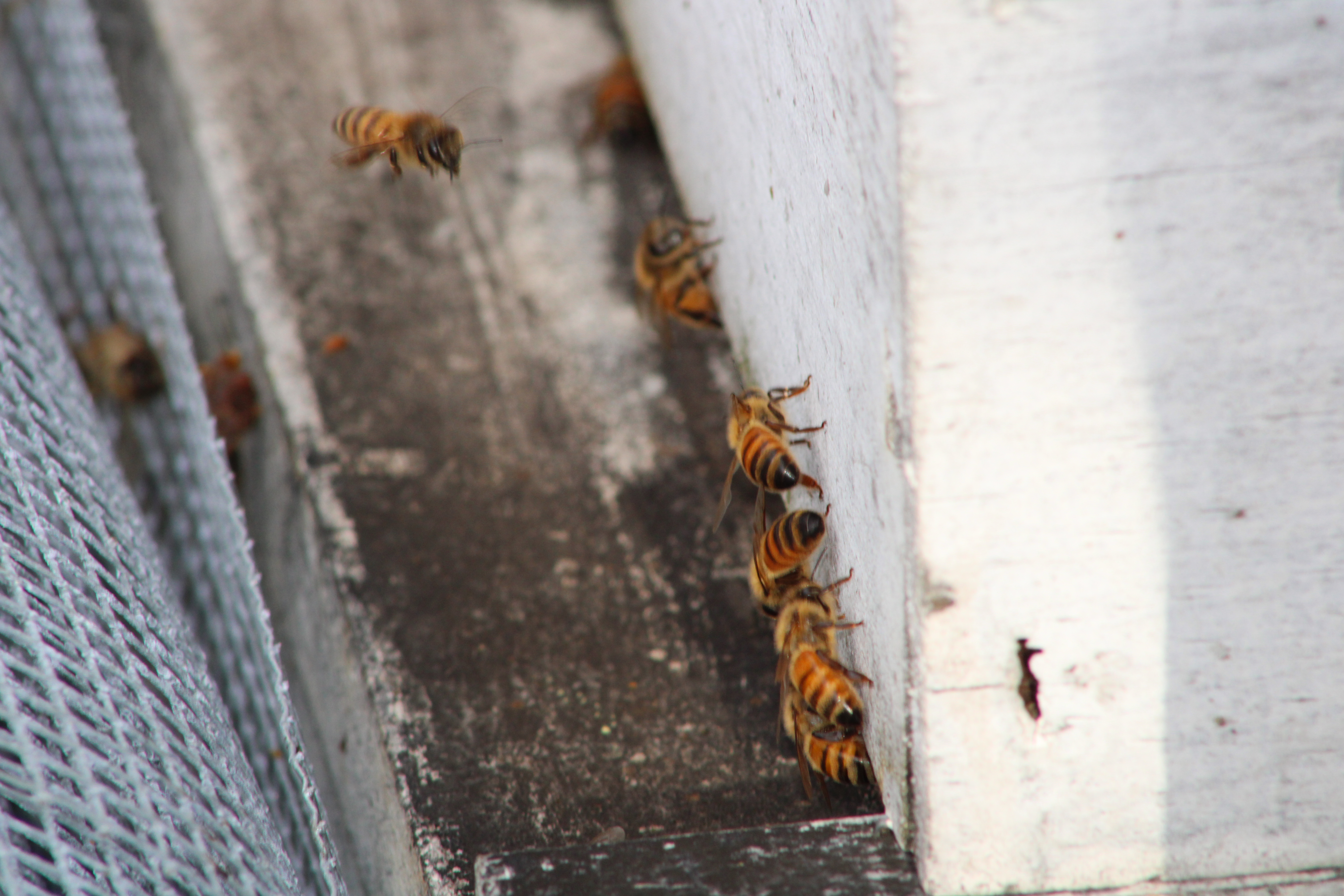 Honey Bees