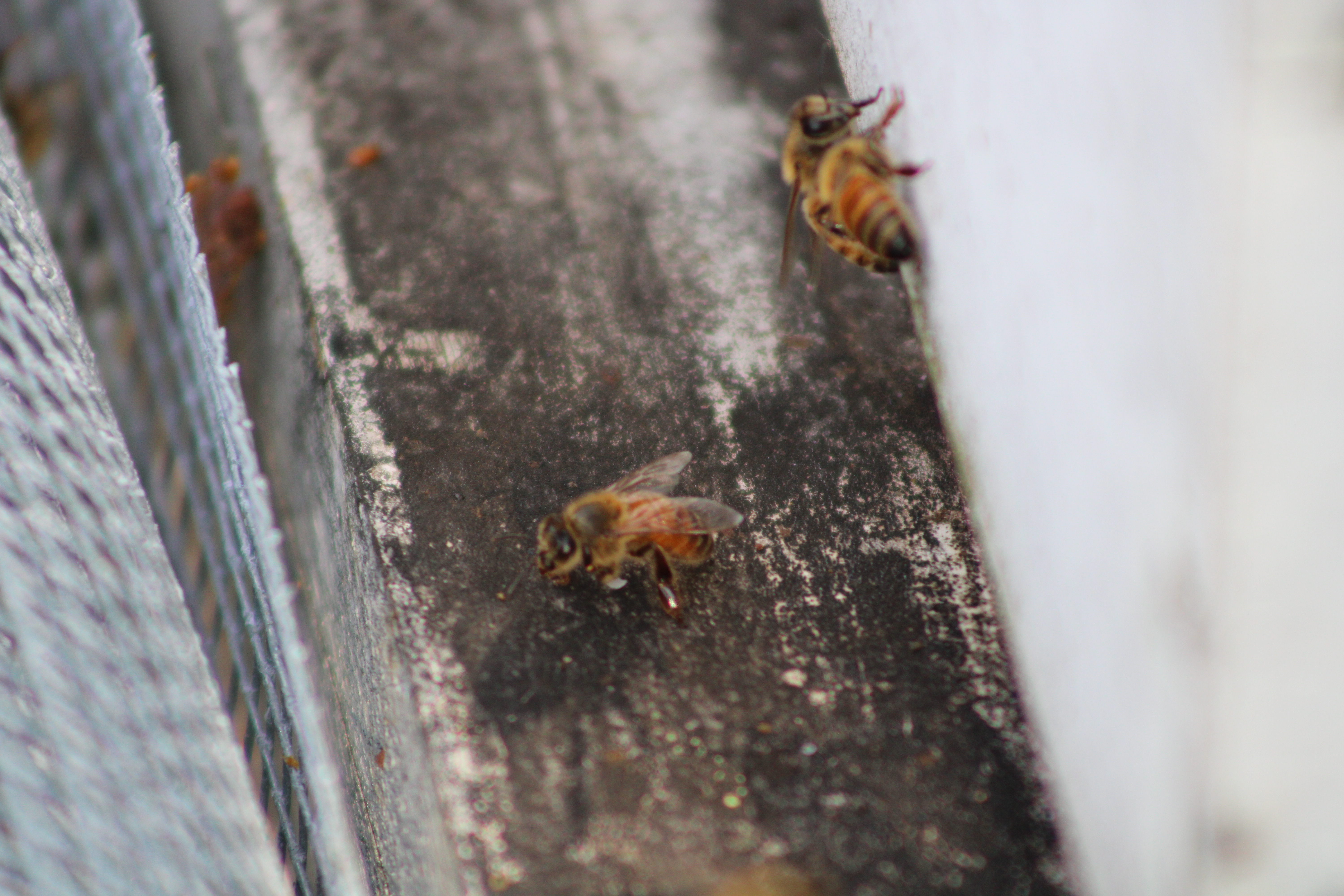 Honey Bees
