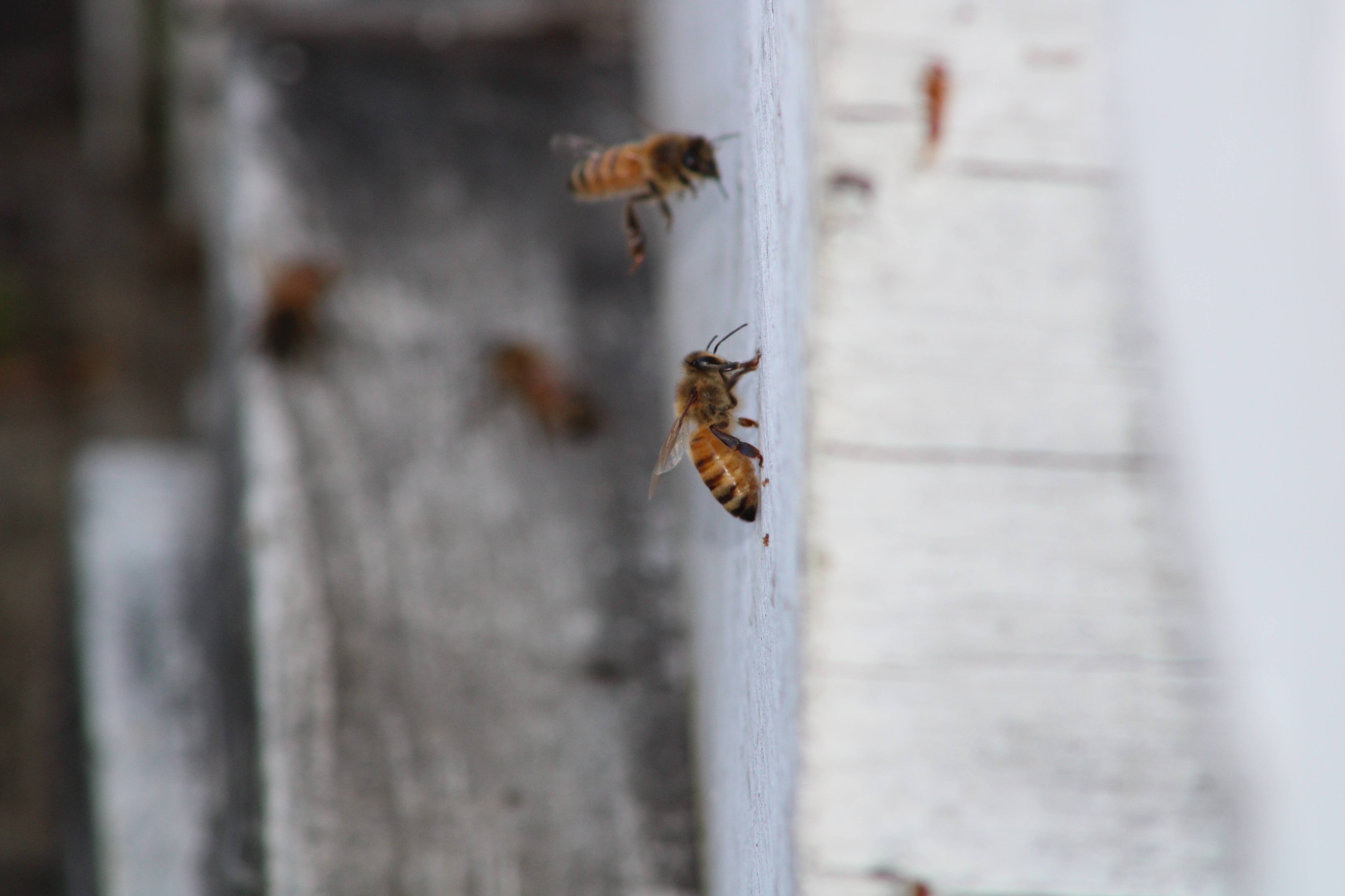 Honey Bees