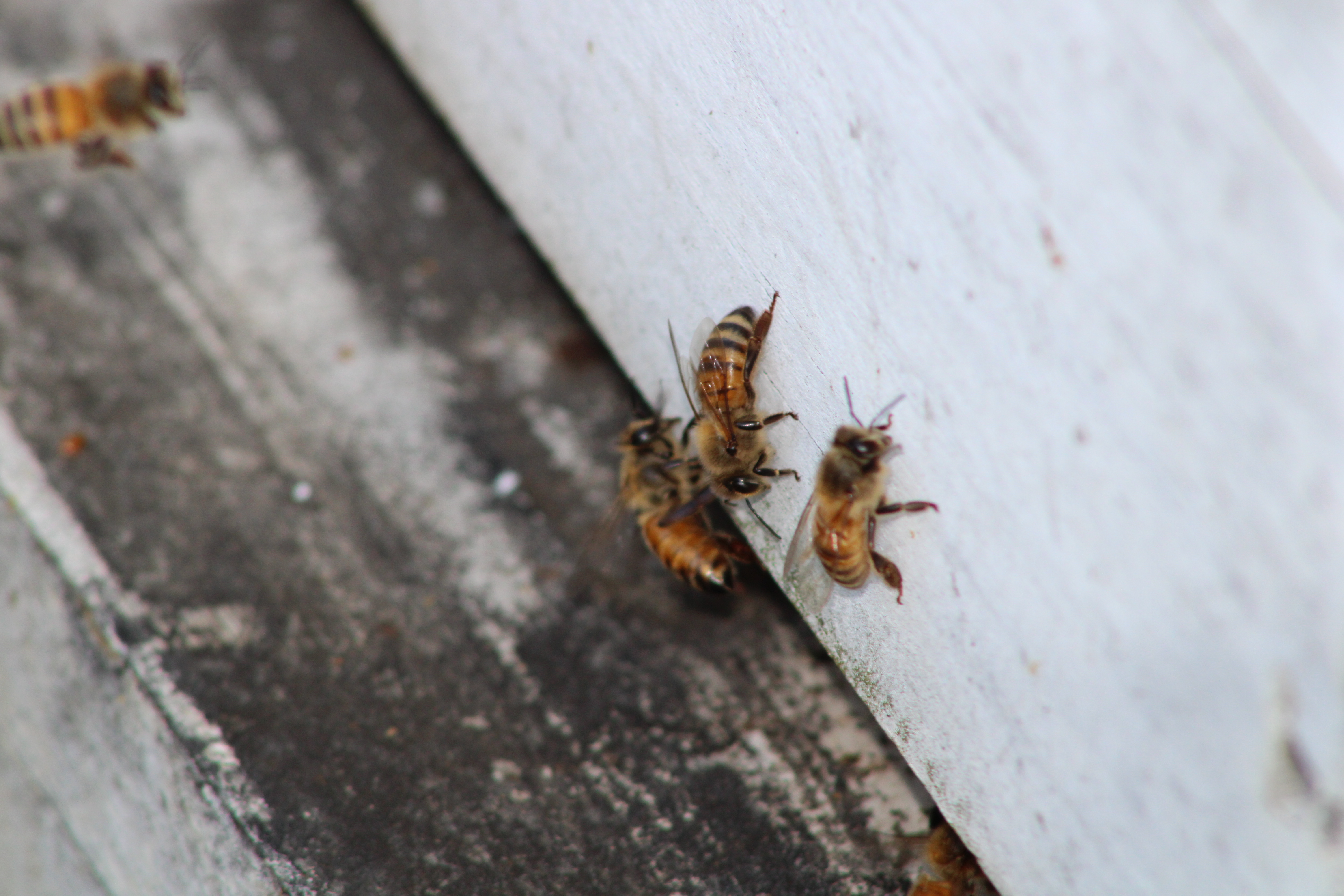 Honey Bees